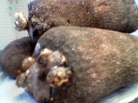 Fresh Yams, from which pounded yam is made by boiling and then mashed. Fresh Yams, from which pounded yam is made by boiling and then mashed.