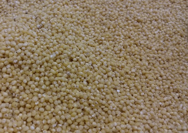 Millet - African Food Staple