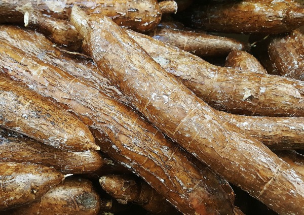 African Cassava Yuka Root